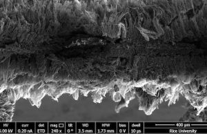 cropped Bacteria trapped—and terminated—by graphene filter