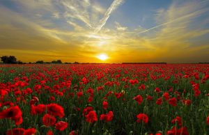 Climate change could pit species against one another as they shift ranges cropped Climate change could pit species against one another as they shift ranges