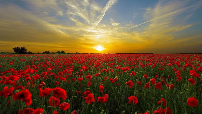 cropped Climate change could pit species against one another as they shift ranges