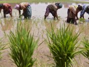cropped Groundwater pumping could devastate river systems