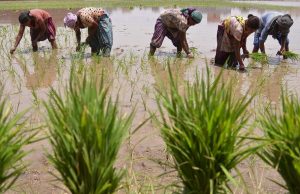 Groundwater pumping could ‘devastate’ river systems cropped Groundwater pumping could devastate river systems