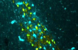 Implanted memories teach birds a song cropped Implanted memories teach birds a song