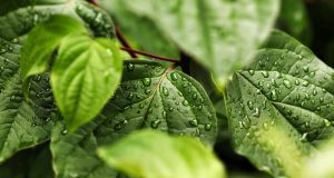 cropped Plants alert neighbors to threats using common language