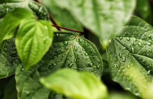 Plants alert neighbors to threats using common ‘language’ cropped Plants alert neighbors to threats using common language