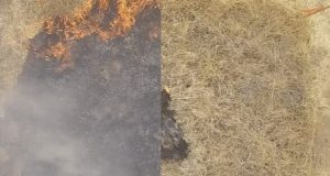 cropped Researchers develop a gel like fluid to prevent wildfires
