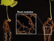 cropped Scientists discover new antibiotic in tropical forest
