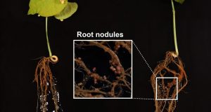 cropped Scientists discover new antibiotic in tropical forest