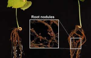 cropped Scientists discover new antibiotic in tropical forest
