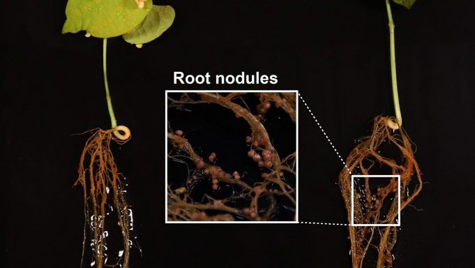 cropped Scientists discover new antibiotic in tropical forest