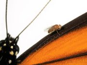 cropped Scientists recreate in flies the mutations that let monarch butterfly eat toxic milkweed with impunity