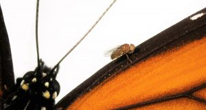 cropped Scientists recreate in flies the mutations that let monarch butterfly eat toxic milkweed with impunity