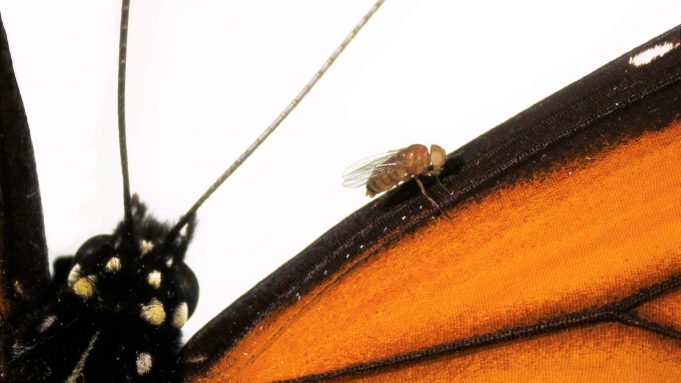 cropped Scientists recreate in flies the mutations that let monarch butterfly eat toxic milkweed with impunity