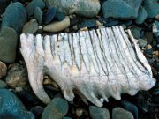 cropped The last mammoths died on a remote island