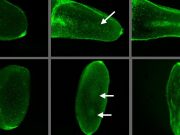cropped Voltage gated calcium channels read electric patterns in embryos to create cartilage and bone