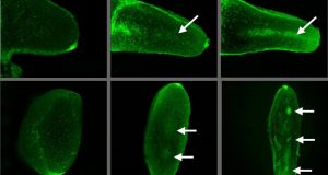 cropped Voltage gated calcium channels read electric patterns in embryos to create cartilage and bone