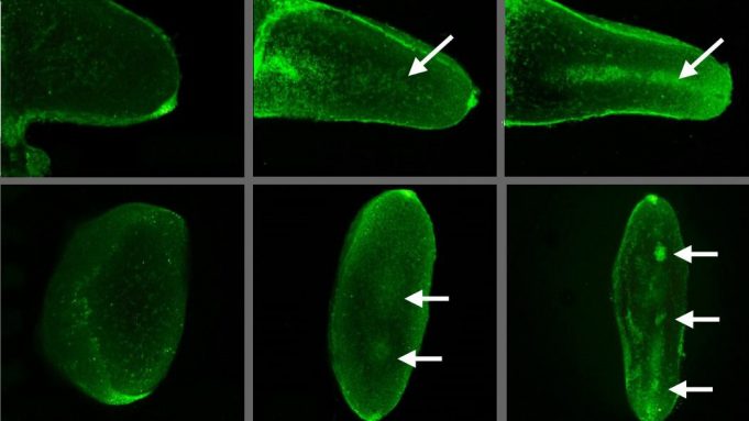 Voltage gated calcium channels ‘read’ electric patterns in embryos to create cartilage and bone cropped Voltage gated calcium channels read electric patterns in embryos to create cartilage and bone