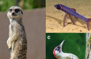 Why are there no animals with three legs cropped Why are there no animals with three legs