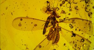 16 million year old fossil shows springtails hitchhiking on winged termite