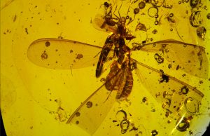 16 million year old fossil shows springtails hitchhiking on winged termite
