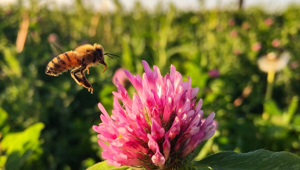 A little prairie can rescue honey bees from famine on the farm study finds