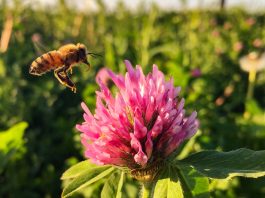 A little prairie can rescue honey bees from famine on the farm study finds