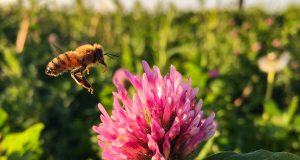 A little prairie can rescue honey bees from famine on the farm study finds