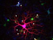 Babies in the womb may see more than we thought