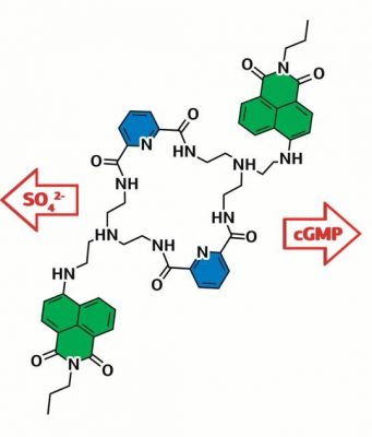 Chemists create molecule that can help treat heart disease and detect viruses