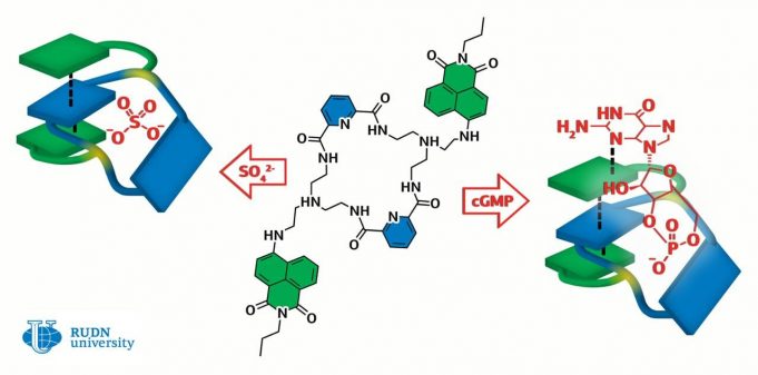 Chemists create molecule that can help treat heart disease and detect viruses