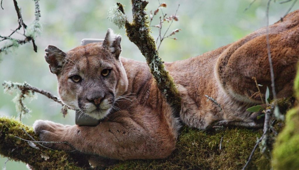 Coastal fog linked to high levels of mercury found in mountain lions study finds