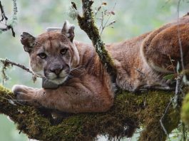 Coastal fog linked to high levels of mercury found in mountain lions study finds