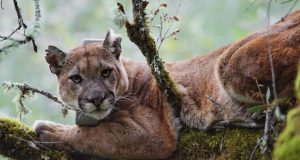 Coastal fog linked to high levels of mercury found in mountain lions study finds