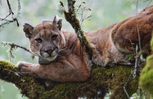 Coastal fog linked to high levels of mercury found in mountain lions study finds