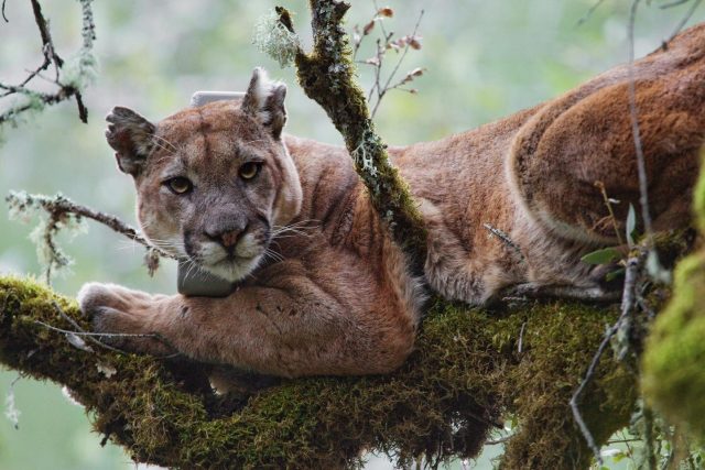 Coastal fog linked to high levels of mercury found in mountain lions study finds Coastal fog linked to high levels of mercury found in mountain lions study finds