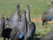 Complex society discovered in the vulturine guineafowl