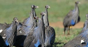 Complex society discovered in the vulturine guineafowl
