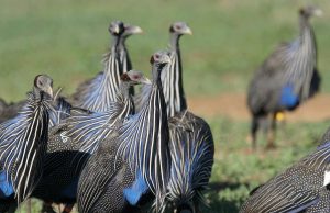 Complex society discovered in the vulturine guineafowl