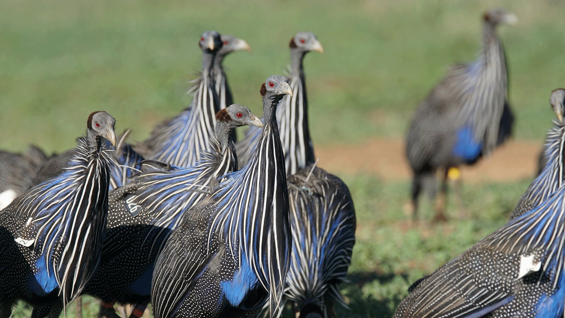 Complex society discovered in the vulturine guineafowl