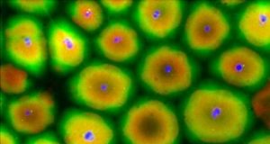 Cytoplasm of ruptured frog eggs organizes into cell like structures that retain the ability to divide