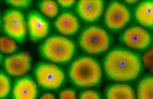 Cytoplasm of ruptured frog eggs organizes into cell like structures that retain the ability to divide