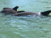Dolphins demonstrate coordinated cooperation