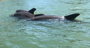 Dolphins demonstrate coordinated cooperation