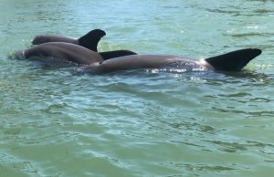 Dolphins demonstrate coordinated cooperation