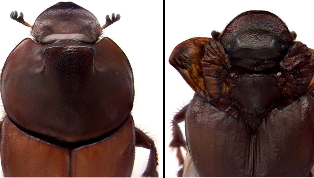 Dung beetle discovery revises biologists understanding of how nature innovates scaled