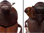 Dung beetle discovery revises biologists understanding of how nature innovates scaled
