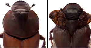 Dung beetle discovery revises biologists understanding of how nature innovates scaled