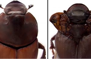 Dung beetle discovery revises biologists understanding of how nature innovates scaled