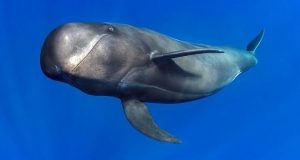 Echolocation found to be cheap for deep diving whales