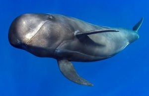 Echolocation found to be cheap for deep diving whales