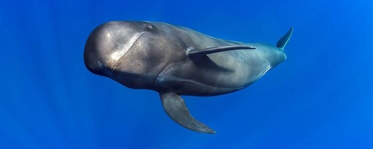 Echolocation found to be cheap for deep diving whales